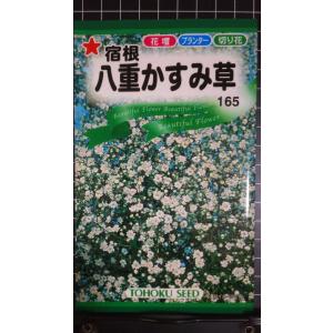 ３袋以上でクーポン割引 宿根 八重 かすみ草 カスミソウ 種 郵便は送料無料