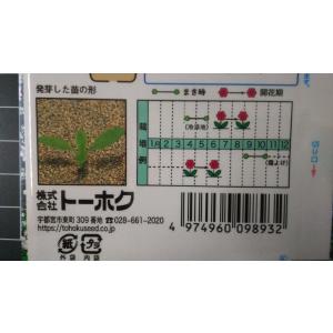 3袋以上でクーポン割引 宿根 八重 かすみ草 ...の詳細画像2