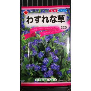 ３袋以上でクーポン割引 わすれな草 ワスレナクサ 種 郵便は送料無料
