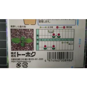 3袋以上でクーポン割引 わすれな草 ワスレナク...の詳細画像2