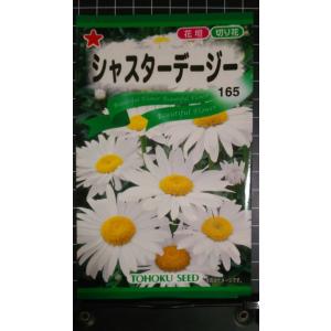 ３袋以上でクーポン割引 シャスター デージー 種 郵便は送料無料