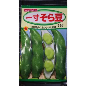 ３袋以上でクーポン割引 一寸 ソラマメ そら豆 そらまめ 1寸 種 郵便は送料無料