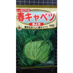 ３袋以上でクーポン割引 春 キャベツ 春よ恋 種 郵便は送料無料