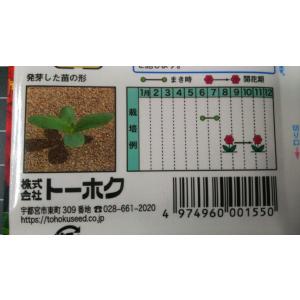 3袋以上でクーポン割引 秋咲き 百日草 混合 ...の詳細画像2