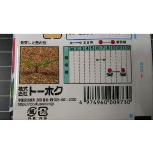 3袋以上でクーポン割引 秋咲き けいとう ドラ...の詳細画像2