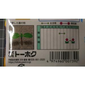 3袋以上でクーポン割引 秋咲き ひまわり 向日...の詳細画像2
