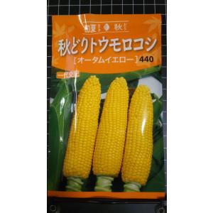 ３袋以上でクーポン割引 秋どり トウモロコシ 種 郵便は送料無料 オータムイエロー とうもろこし