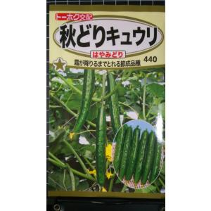 ３袋以上でクーポン割引 秋どり キュウリ はやみどり 種 郵便は送料無料 胡瓜 キューリ