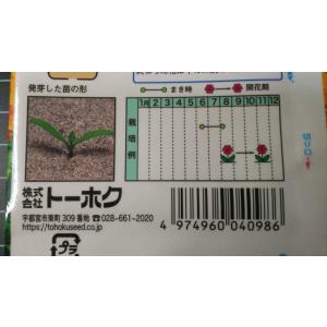 3袋以上でクーポン割引 秋咲き マリーゴールド...の詳細画像2