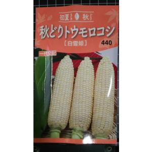 ３袋以上でクーポン割引 秋どり トウモロコシ 白雪姫 ホ ワイト 種 郵便は送料無料