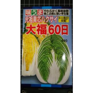 ３袋以上でクーポン割引 大福 60 日 白菜 ハクサイ 種 種子 トーホク 郵便は送料無料
