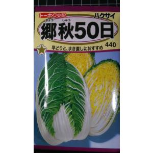 ３袋以上でクーポン割引 郷秋 白菜 50日 種 郵便は送料無料 ハクサイ