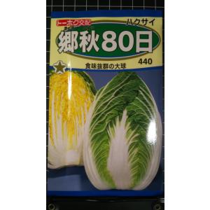 ３袋以上でクーポン割引 郷秋 白菜 80日 種 郵便は送料無料 ハクサイ