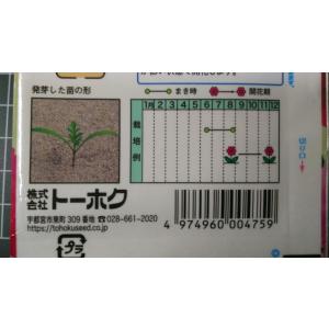 3袋以上でクーポン割引 秋咲き コスモス 秋桜...の詳細画像2
