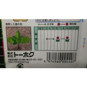 3袋以上でクーポン割引 ほうせんか 種 郵便は...の詳細画像2
