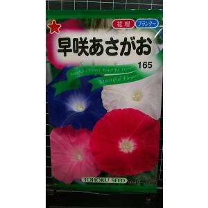 ３袋以上でクーポン割引 早咲 あさがお 朝顔 種 郵便は送料無料