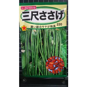 ３袋以上でクーポン割引 三尺 3尺 ささげ 種 郵便は送料無料