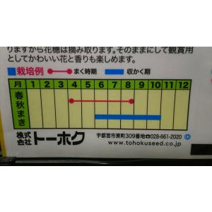3袋以上でクーポン割引 シナモン バジル 種 ...の詳細画像2