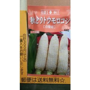 秋どり トウモロコシ 白雪姫 ホワイト 種 郵便は