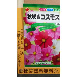秋咲き コスモス 秋桜 種 郵便は送料無料