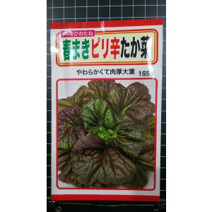 ３袋以上で割引 春まき ピリ辛 たか菜 たかな 種 郵便は