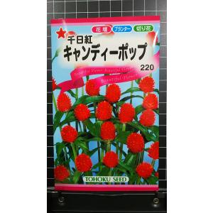 花の種 トーホク 千日紅 キャンディーポップ イケダグリーンセンターヤフー店 通販 Yahoo ショッピング