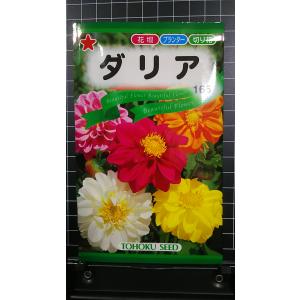３袋以上で割引 ダリア 種 郵便は