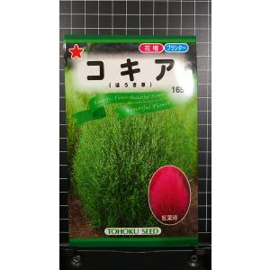 ３袋以上で割引 コキア ほうき草 ホウキグサ 種 郵便は