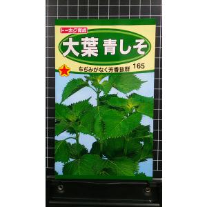 ３袋以上で割引 大葉 青 しそ アオシソ 種 郵便は