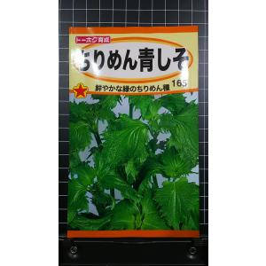 ３袋以上で割引 ちりめん 青 しそ アオシソ 種 郵便は