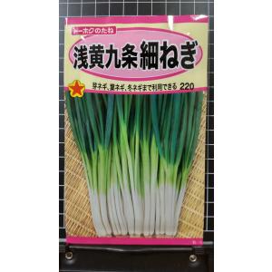 ３袋以上で割引 浅黄 九条 細ねぎ 芽ネギ 葉ネギ 冬ネギ