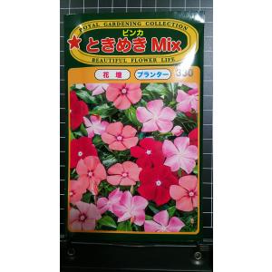 ニチニチソウ 品種の商品一覧 通販 Yahoo ショッピング