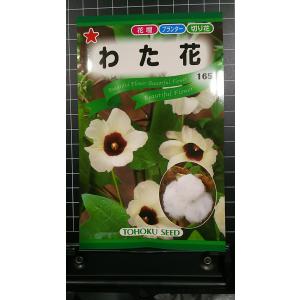 ３袋以上で割引 わた花 綿 ワタ 種 郵便は