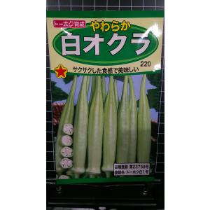 ３袋以上でクーポン割引 白 オクラ やわらか 種 郵便は送料無料
