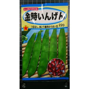 ３袋以上で割引 つるなし 金時 インゲン 種 郵便は
