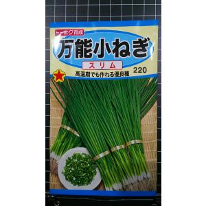 ３袋以上で割引 万能 小ねぎ スリム こねぎ 種 郵便は