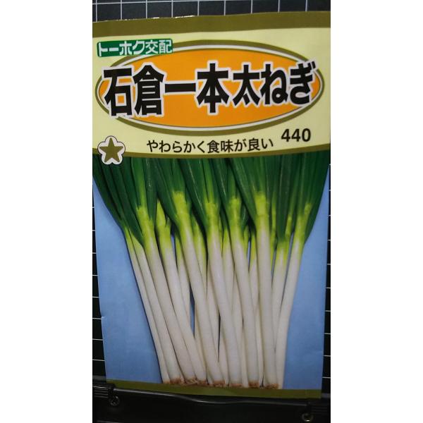 ３袋以上でクーポン割引 石倉 一本 太 ねぎ フトネギ 葱 種 郵便は送料無料