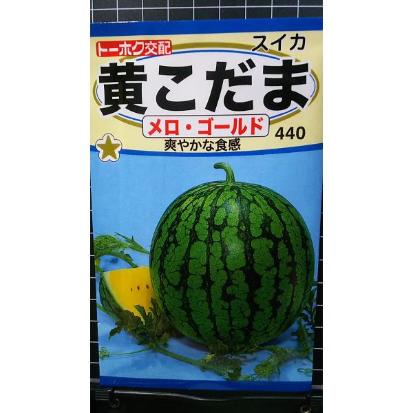 ３袋以上でクーポン割引 黄 小玉 スイカ メロゴールド こだま 西瓜 種 郵便は送料無料