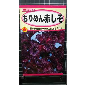 ３袋以上でクーポン割引 ちりめん 赤 しそ アカシソ 種 郵便は送料無料