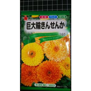 ３袋以上でクーポン割引 巨大輪 きんせんか 金盞花 種 郵便は送料無料