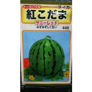 ３袋以上でクーポン割引 紅 小玉 スイカ サニーレッド こだま 西瓜 種 郵便は送料無料