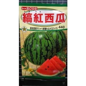 ３袋以上でクーポン割引 縞紅 大玉 スイカ 西瓜 種 郵便は送料無料