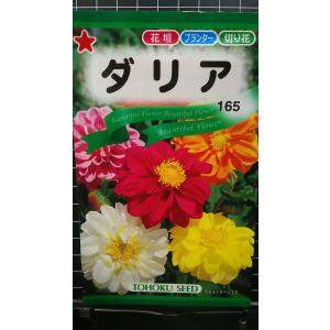 ３袋以上でクーポン割引 ダリア 種 郵便は送料無料