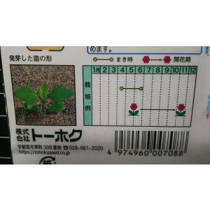 3袋以上でクーポン割引 ダリア 種 郵便は送料無料の詳細画像2