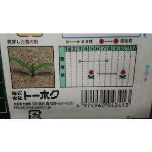 3袋以上でクーポン割引 マリーゴールド フレン...の詳細画像2