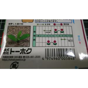 3袋以上でクーポン割引 カーネーション 種 郵...の詳細画像2