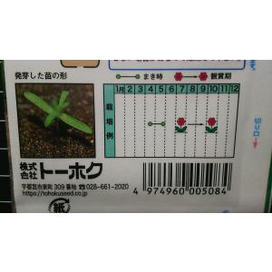 3袋以上でクーポン割引 コキア ほうき草 ホウ...の詳細画像2