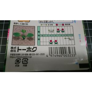 3袋以上でクーポン割引 千鳥草 チドリソウ 種...の詳細画像2