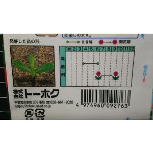 3袋以上でクーポン割引 ビンカ 日々草 ニチニ...の詳細画像2