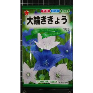 ３袋以上でクーポン割引 大輪 ききょう 桔梗 種 郵便は送料無料